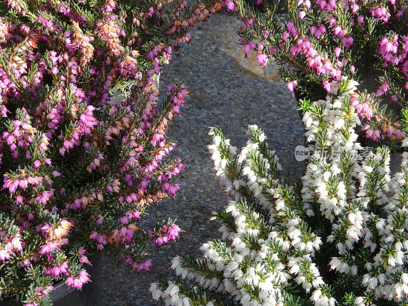 粉色/白色石南花/爱丽卡花，盆栽，花园中心